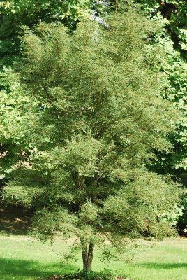 Aesculus hipocastanum 'Laciniata' - jírovec maďal - letní habitus (40)